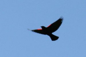 red winged black bird