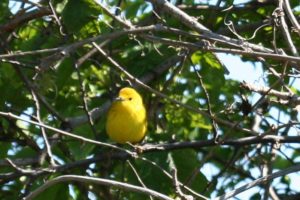 yellow iowa bird